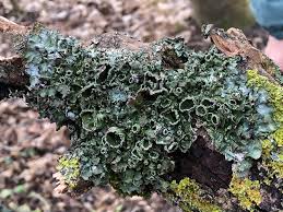 Attēlu rezultāti vaicājumam “Pleurosticta acetabulum”