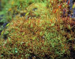 Attēlu rezultāti vaicājumam “Bryoerythrophyllum recurvirostrum sporophyte”