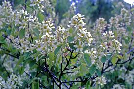 Attēlu rezultāti vaicājumam “Amelanchier spicata”