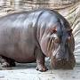 ***YAWN***url?q=https://en.wikipedia.org/wiki/Hippopotamus Antiquus from en.wikipedia.org
