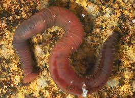 Attēlu rezultāti vaicājumam “Annelides”