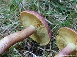 Attēlu rezultāti vaicājumam “Tricholomopsis rutilans”