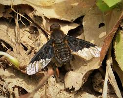Attēlu rezultāti vaicājumam “Hemipenthes morio”