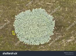 Attēlu rezultāti vaicājumam “Flavoparmelia caperata”