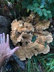 Attēlu rezultāti vaicājumam “Bondarzewia mesenterica”