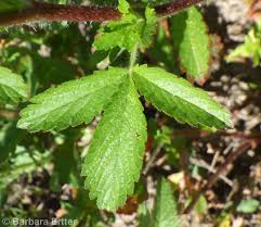 Attēlu rezultāti vaicājumam “Potentilla norvegica leaf”