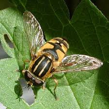 Attēlu rezultāti vaicājumam “Helophilus pendulus”