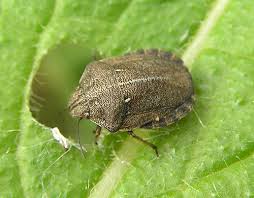 Attēlu rezultāti vaicājumam “Eurygaster testudinaria”