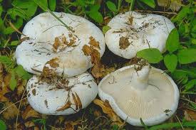 Attēlu rezultāti vaicājumam “Lactarius bertillonii”