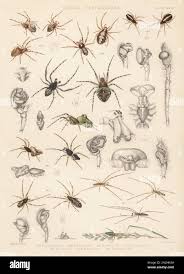 Attēlu rezultāti vaicājumam “Gibbaranea gibbosa”