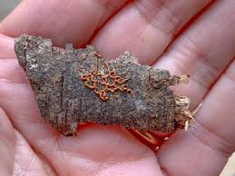 Attēlu rezultāti vaicājumam “Willkommlangea reticulata”