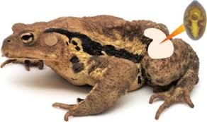 Attēlu rezultāti vaicājumam “Bufo bufo juvenile”