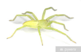 Attēlu rezultāti vaicājumam “Micrommata virescens”