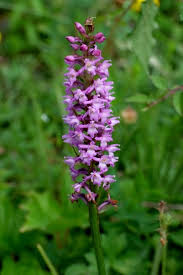 Attēlu rezultāti vaicājumam “Gymnadenia conopsea bud”