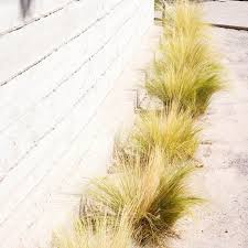 Attēlu rezultāti vaicājumam “Najas tenuissima leaf”