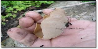 Attēlu rezultāti vaicājumam “Peziza repanda”