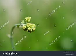 Attēlu rezultāti vaicājumam “Thalictrum flavum bud”