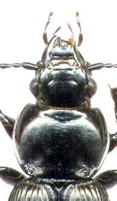 Attēlu rezultāti vaicājumam “Pterostichus aethiops”