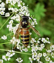 Attēlu rezultāti vaicājumam “Vespula rufa”