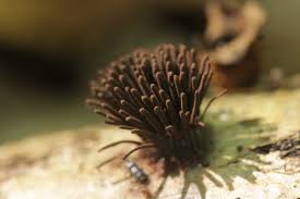 Attēlu rezultāti vaicājumam “Stemonitis axifera”