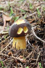 Attēlu rezultāti vaicājumam “Xerocomus pruinatus”