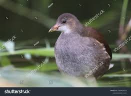 Attēlu rezultāti vaicājumam “Gallinula chloropus juvenile”