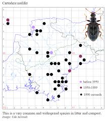 Attēlu rezultāti vaicājumam “Dienerella elongata”