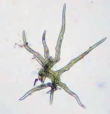 Attēlu rezultāti vaicājumam “Hylocomium splendens sporophyte”