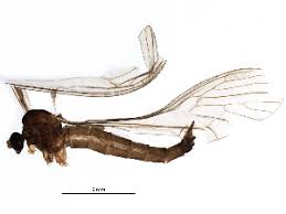 Attēlu rezultāti vaicājumam “Trichocera regelationis”