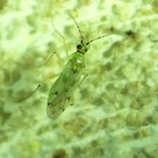 Attēlu rezultāti vaicājumam “Miridae”