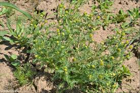 Attēlu rezultāti vaicājumam “Matricaria discoidea flower”