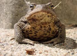 Attēlu rezultāti vaicājumam “Bufo bufo”