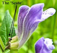 Attēlu rezultāti vaicājumam “Scutellaria galericulata leaf”