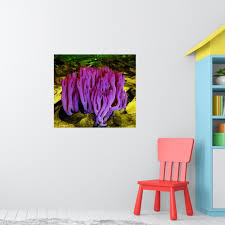 Attēlu rezultāti vaicājumam “Clavaria zollingeri”