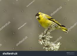 Attēlu rezultāti vaicājumam “Carduelis spinus male”