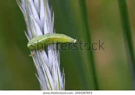 Attēlu rezultāti vaicājumam “Syrphus sp. larva”
