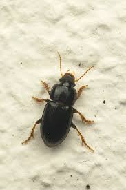 Attēlu rezultāti vaicājumam “Harpalus sp.”