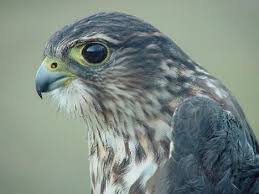 Image result for Falco columbarius