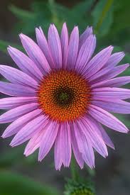 Attēlu rezultāti vaicājumam “Echinacea purpurea flower”