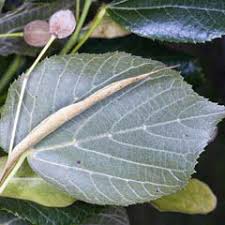 Attēlu rezultāti vaicājumam “Tilia platyphyllos subsp. platyphyllos”