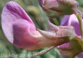 Attēlu rezultāti vaicājumam “Lathyrus palustris bud”