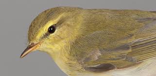 Attēlu rezultāti vaicājumam “Phylloscopus trochilus”