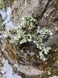 Attēlu rezultāti vaicājumam “Cetrelia olivetorum”