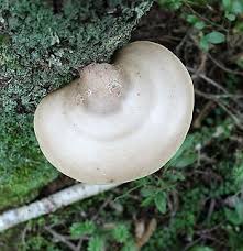 Attēlu rezultāti vaicājumam “Piptoporus betulinus”