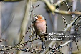 Attēlu rezultāti vaicājumam “Fringilla coelebs female”