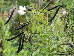 Attēlu rezultāti vaicājumam “Lathyrus niger”