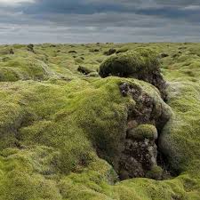 Attēlu rezultāti vaicājumam “Cetraria islandica”