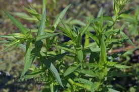 Attēlu rezultāti vaicājumam “Lythrum salicaria fruit”