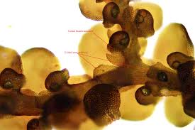 Attēlu rezultāti vaicājumam “Frullania tamarisci”