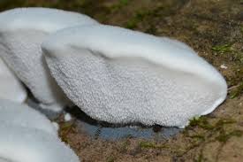 Attēlu rezultāti vaicājumam “Postia floriformis”